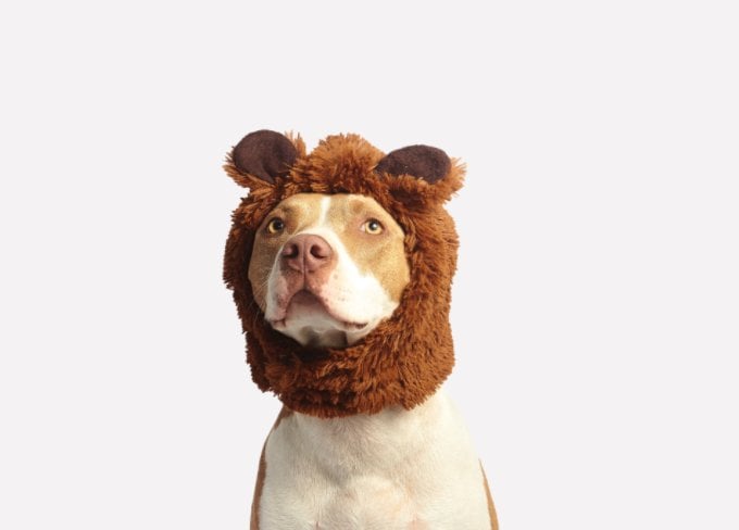 Cute lion image